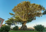 Solar dos Cantos Botanic House and Garden foto 11