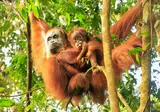Ontdek Noord-Sumatra en relax op Bali foto 10