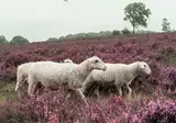 Veluwe Hotel De Beyaerd foto 46