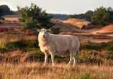 Landhotel Diever foto 34