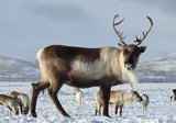 5-daags Winteravontuur Tromsø foto 5