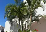 Hotel Malibu Park foto 9