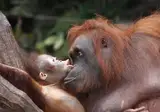 Fascinerend Indonesië foto 6