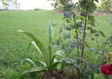 Villa Panorea foto 2