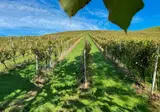 Weingut Rohrbacher foto 4