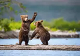 Alaska & Yukon Highlights foto 13