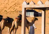 Thousand Nights Camp foto 18