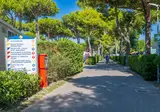Cavallino foto 21