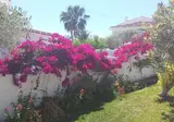 El Capistrano Sur foto 16