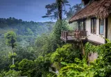 Nandini Jungle by Hanging Gardens foto 14