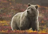Alaska & Yukon Highlights foto 1