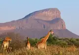 A Wildlife Adventure in South Africa foto 6