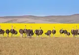 Pragtig Suid-Afrika foto 14