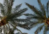 Baron Palms Sharm El Sheikh foto 18