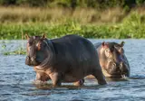 Suid-Afrika Compleet foto 8