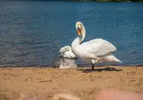 Aan de Maas foto 8