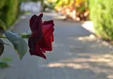 Flor da Laranja foto 29