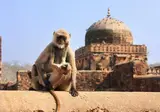 10-daagse rondreis Namasté in Noord-India foto 5