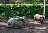 Vodatent Camping Emmen foto 18