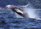 Discover Scenic Eastern Canada foto 5