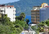 Green Palm foto 1