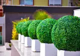 Green Garden Suite foto 28