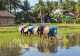 De verborgen schatten van Java en Bali foto 3