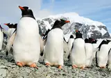 Expeditiecruise Antarctica per m/v Hondius foto 1