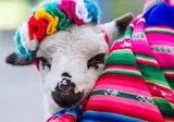 15 daagse reis Noord Peru & Machu Picchu foto 5