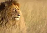 A Wildlife Adventure in Kenya foto 6