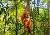 Ontdek Noord-Sumatra en relax op Bali foto 1