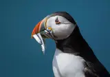 Ontdek IJsland in 8 dagen foto 1