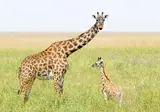 12 daagse safari Selous & Zanzibar foto 3