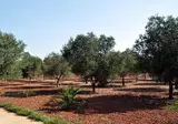 Masseria Chicco Rizzo foto 4