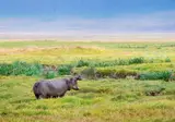Explore the Great Nature of Tanzania foto 2