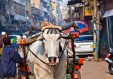 10-daagse rondreis Namasté in Noord-India foto 4