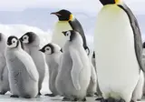 Once in a lifetime experience to Antarctica foto 5