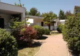 Diomedee foto 7