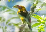 Explore the Gold Route of Brazil foto 5
