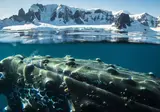 Expeditiecruise Antarctica per m/v Hondius foto 4