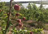 Hotel Rural Vila Gale Alentejo Vineyards foto 10