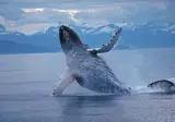 Alaska & Yukon Highlights foto 2