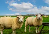 Texel foto 7
