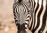 Discover Spectacular Namibia foto 3