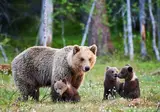 Discover the national parks of Alaska foto 4