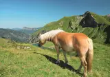 Zum Ritter foto 10