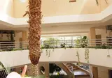 Hotel Zafiro Palmanova foto 21
