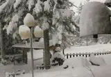 Orso Bianco foto 1
