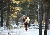 Winterbelevenis Canada op het gemak foto 1