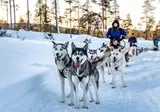 8 daagse excursiereis Passion for Lapland foto 5
